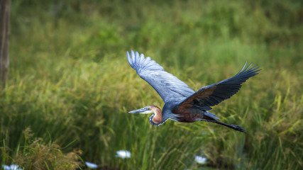 Goliath heron in Mapungubwe National park, South Africa