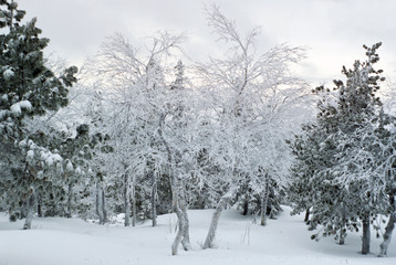 winter snow-covered mountain forest in the hoarfrost in cloudy weather