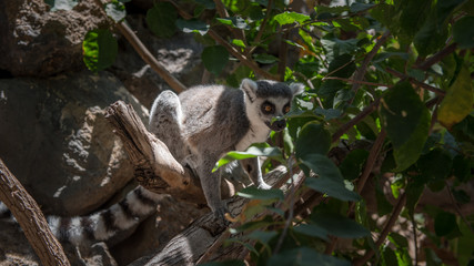 Katta (Lemur catta)