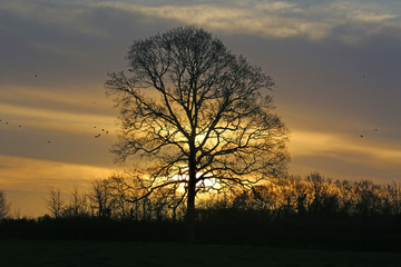 Fototapeta na wymiar Tree at sunrise in winter
