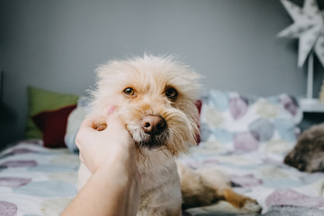 .Lovely adopted dog playing in the bedroom of the house with his new family. Lifestyle portrait. Friendship.