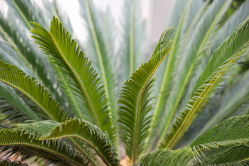 Obraz na płótnie Canvas Palm fronds winter in California