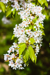 beautiful flowering spring plants, nature awakens