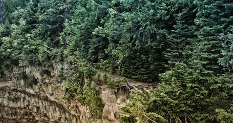 Forest on the edge of the void