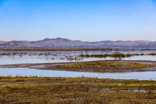 San Pablo Bay National Wildlife Preserve, California