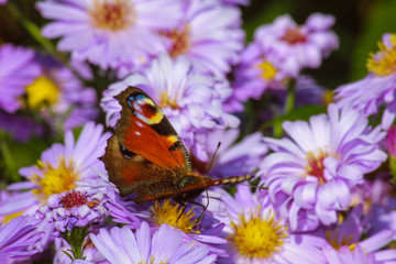 beautiful butterfly on spring flowering flowers