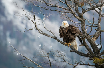 Bald eagle in Canada