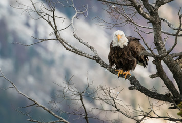 Bald eagle in Canada