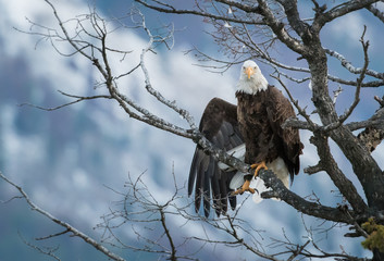 Bald eagle in Canada