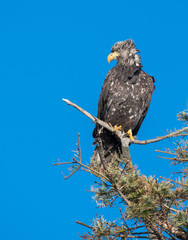 Bald eagle in Canada
