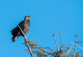 Bald eagle in Canada