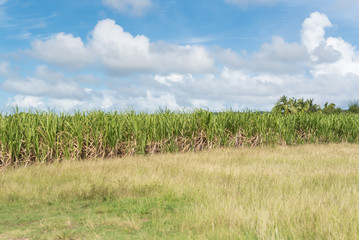 Sugar cane field in Marie-Galante island, in Guadeloupe
