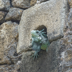 Green iguana hidden in a hole of wall, in Guadeloupe, The Saintes island
