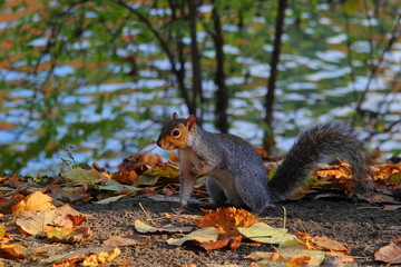 Squirrel in the park