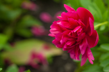 Red peony in the garden on a green background. Beautiful pink flower in a summer garden.