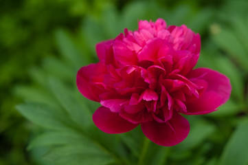 Red peony in the garden on a green background. Beautiful pink flower in a summer garden.