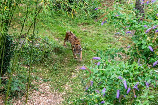 Visitors are looking at the tiger at the zoo.
