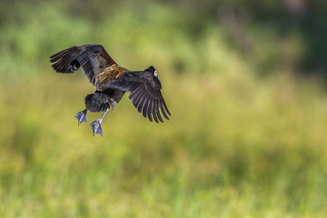 White faced Whistling-Duck in Mapungubwe National park, South Africa
