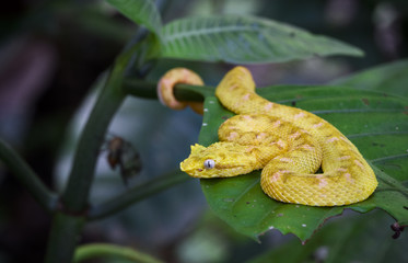 An eyelash viper (Bothriechis schlegelii) rests on a leaf in Tortuguero National Park, Costa Rica.