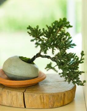 pine bonsai tree in pot