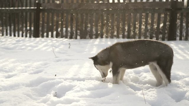A small puppy of the Husky breed walks outdoors on a sunny day, paws in the snow and lickens. A cute baby Husky enjoys walking on a winter day. Northern breed of dogs.