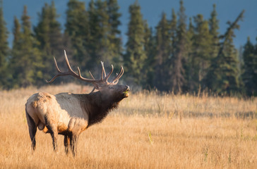 Bull elk in the fall
