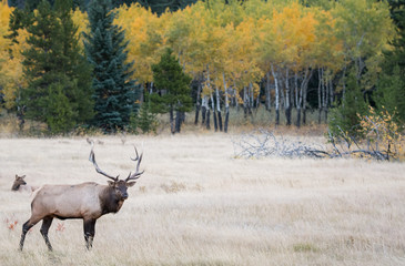 Bull elk in the fall