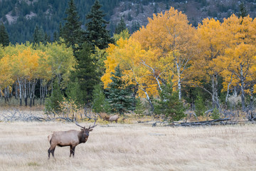 Bull elk in the fall