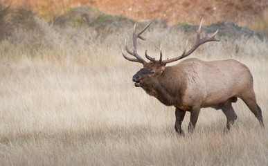 Naklejka na ściany i meble Bull elk in the fall
