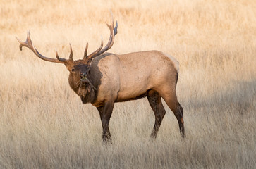 Bull elk in the fall