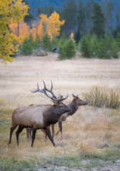 Bull elk in the fall