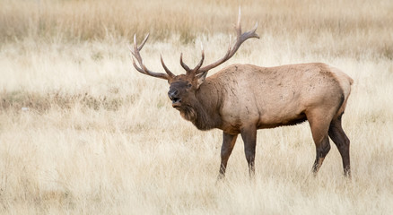 Naklejka na ściany i meble Bull elk in the fall