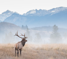 Bull elk in the fall - 188450691