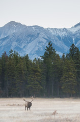 Bull elk in the fall