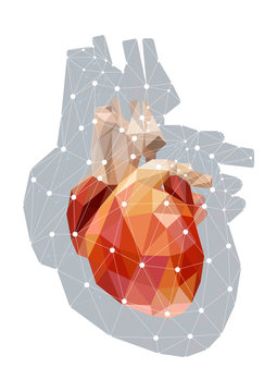 Vector Concept Illustration Of Anatomical Polygonal Human Heart Isolated On White Background