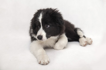 cute border collie puppy on white background lying