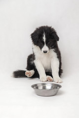cute border collie puppy on white background sitting with an empty bowl