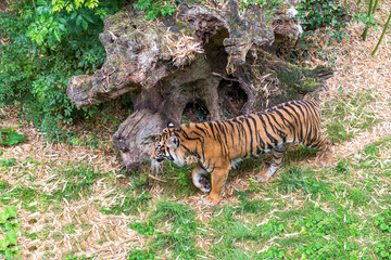 Fototapeta premium Visitors are looking at the tiger at the zoo. 