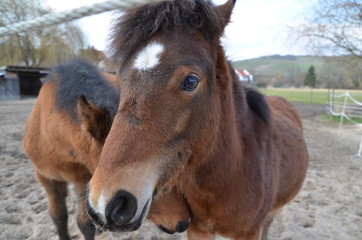 Pferd guckt in die Kamera