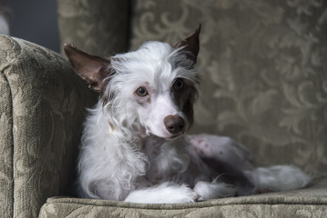 Cute little chinese crested dog resting on an armchair