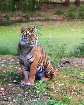 Visitors are looking at the tiger at the zoo.
