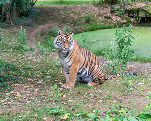 Visitors are looking at the tiger at the zoo.
