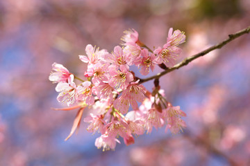 wild himalayan cherry or Thai sakura flower