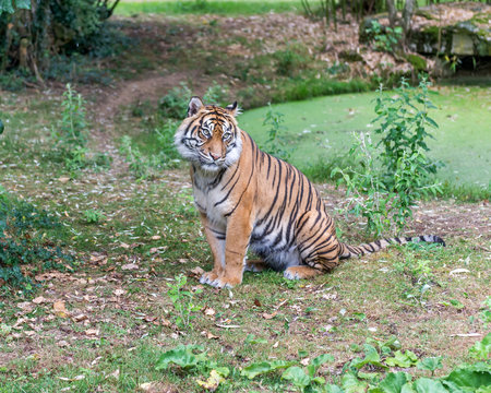 Visitors are looking at the tiger at the zoo.
