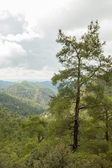 Black pine in the Paphos forest in Cyprus