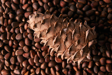 Pine nuts and ripe pine cone