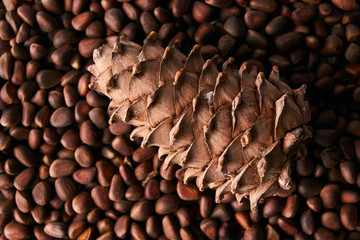 Obraz premium Pine nuts and ripe pine cone