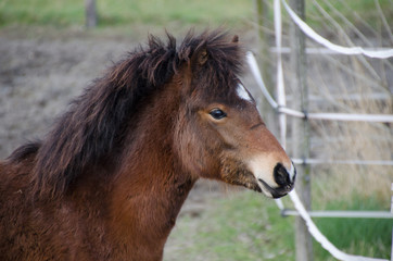 Pony