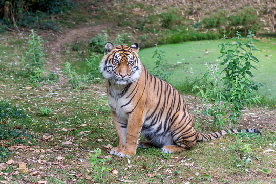 Visitors are looking at the tiger at the zoo.

