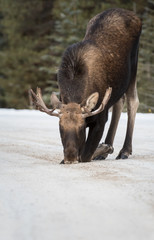 Moose in Jasper, Alberta